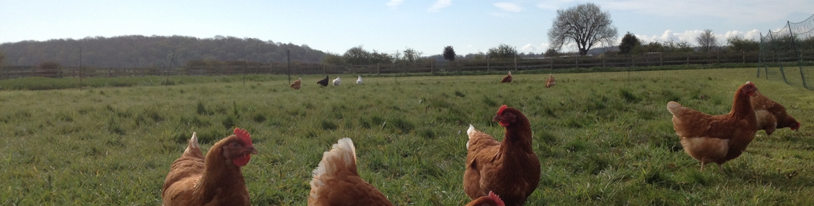 chickens roaming