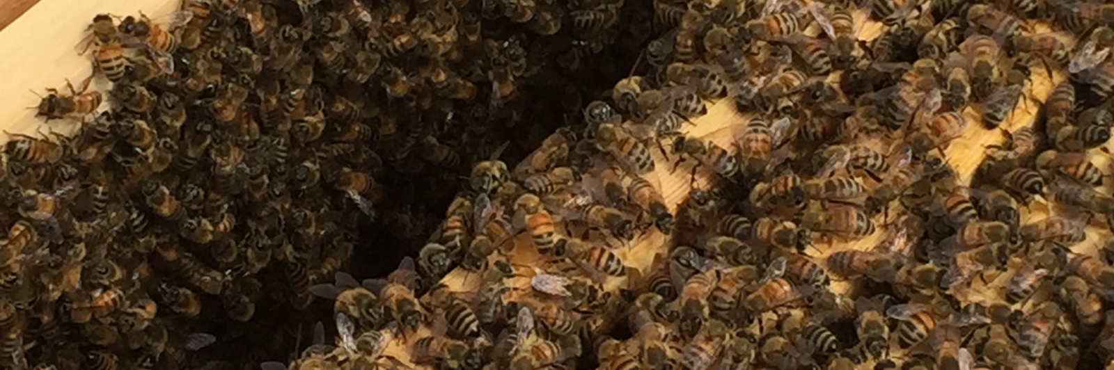 bees on a frame